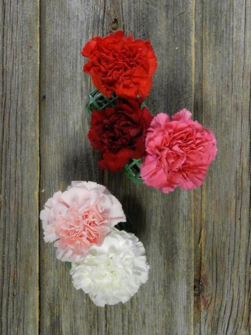 VALENTINE`S DAY PACK  ASSORTED PINK, RED WHITE  CARNATIONS